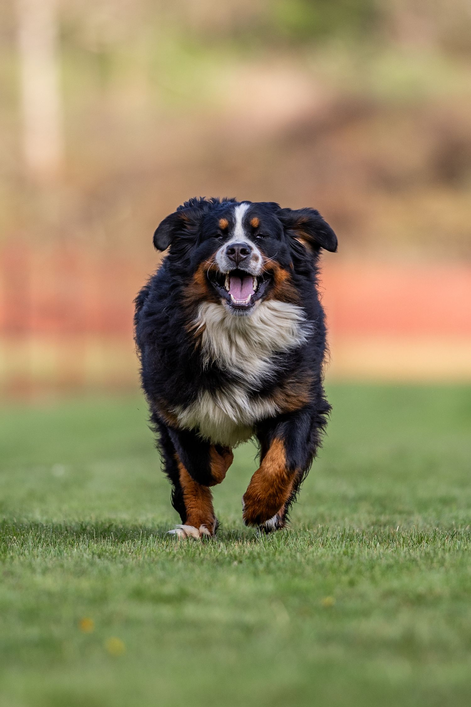 A happy Bernese Mountain Dog runs across green grass with mouth open in an outdoor setting during a Fast CAT event.