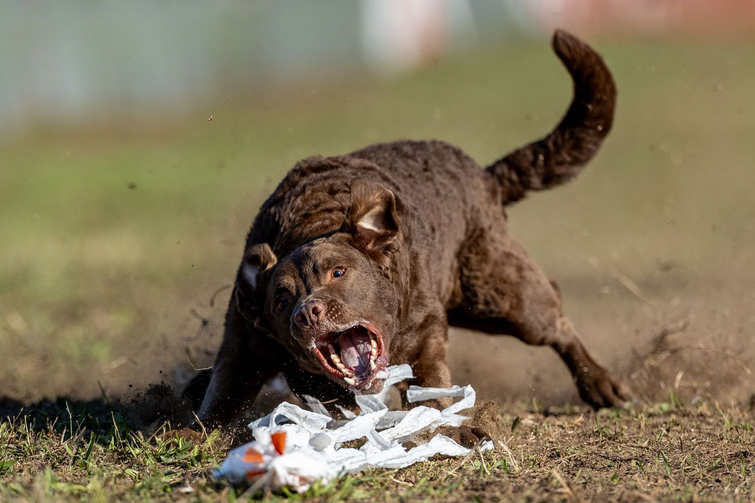 A brown Chesapeake Bay Retriever dog aggressively playing with a white rope toy on a grassy field.