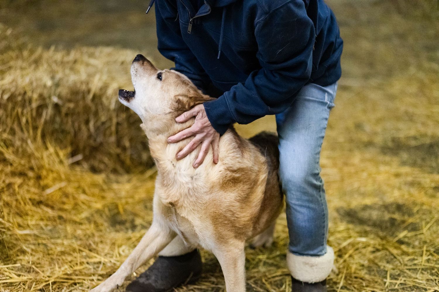 A person holding a barking and excited tan dog during a Barn Hunt trial.
