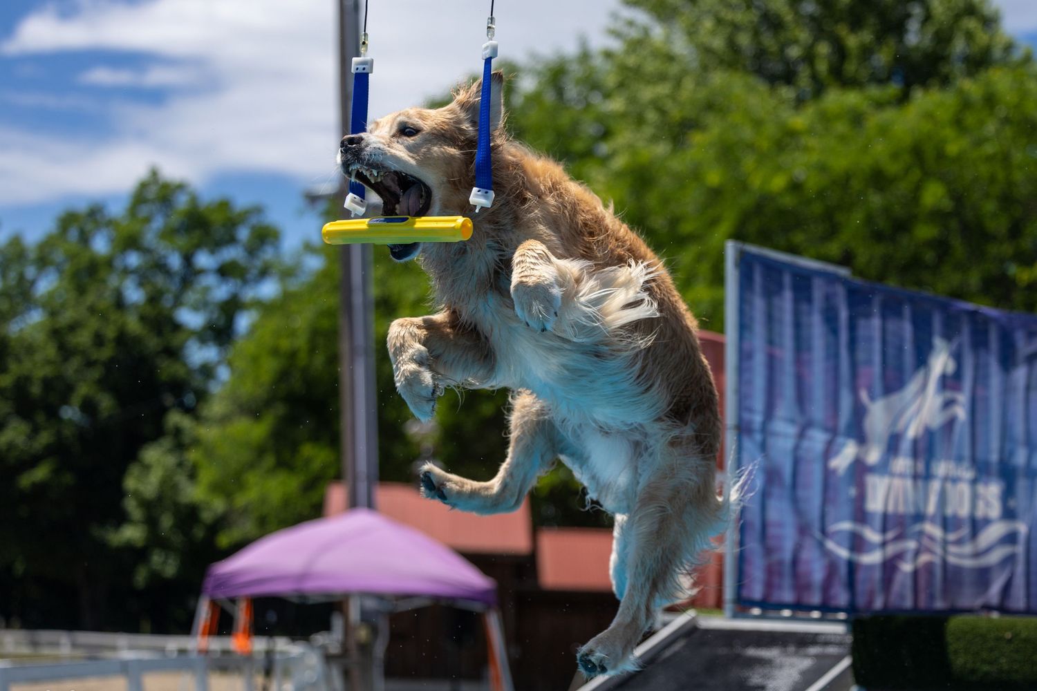 A golden retriever leaps to catch a toy mid-air at an outdoor dock diving Air Retrieve competition on a sunny day.