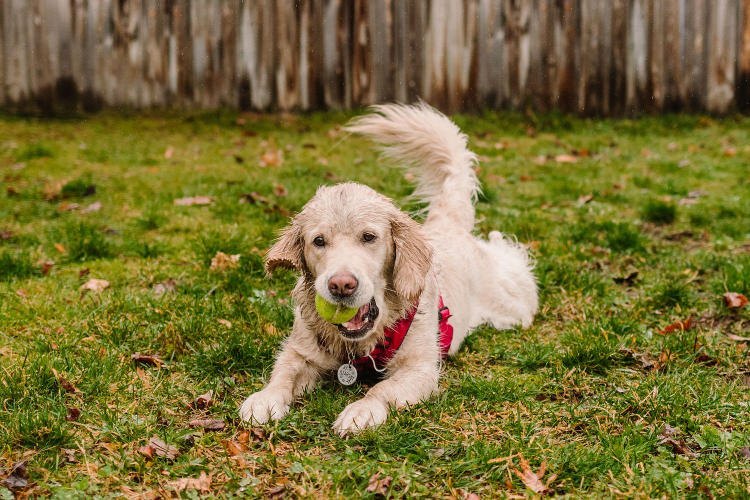 A fluffy Golden Retriever wearing a pink harness plays in a grassy backyard with fallen leaves near a wooden fence.