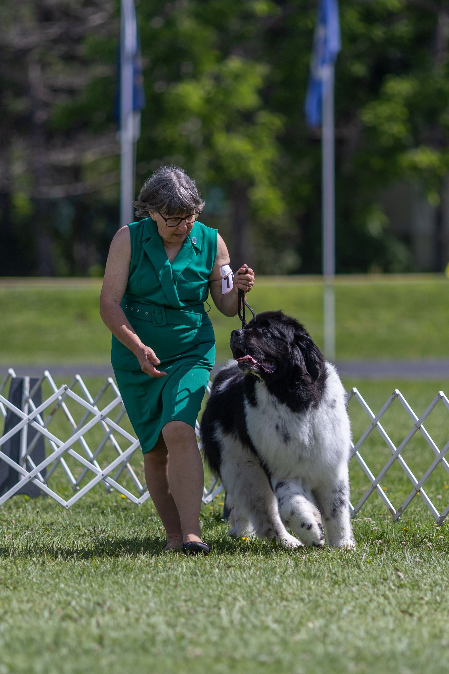 Woman in green dress walks large black and white Newfoundland dog on leash at outdoor dog show.