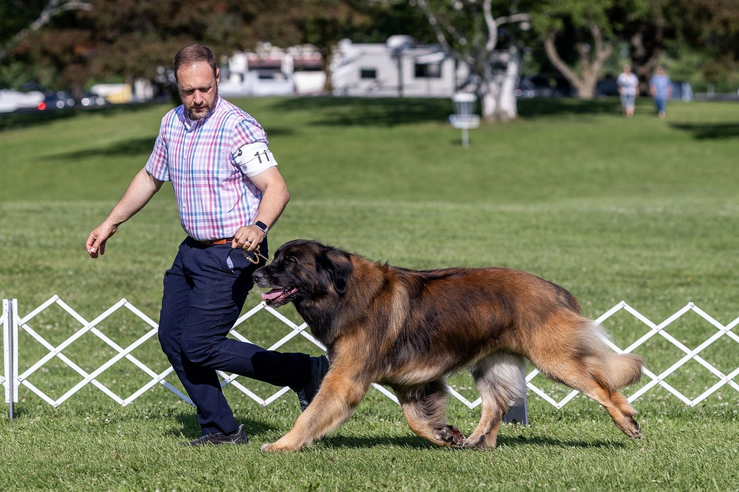 A man in a plaid shirt handles a large Leonberger dog on a green grass show ring at an outdoor dog show.