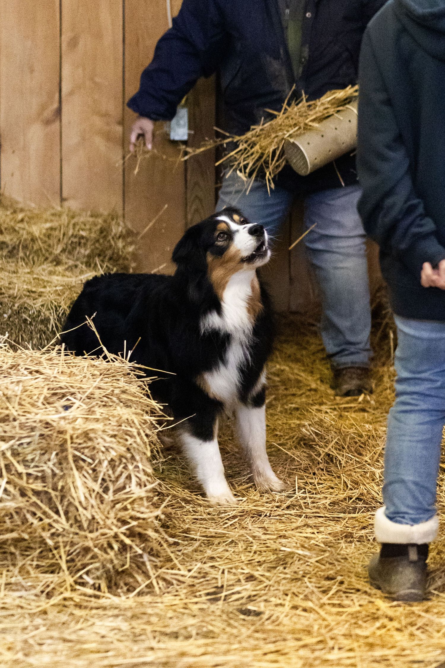 A tricolor Australian Shepherd puppy looks up attentively while standing near hay bales in a barn.