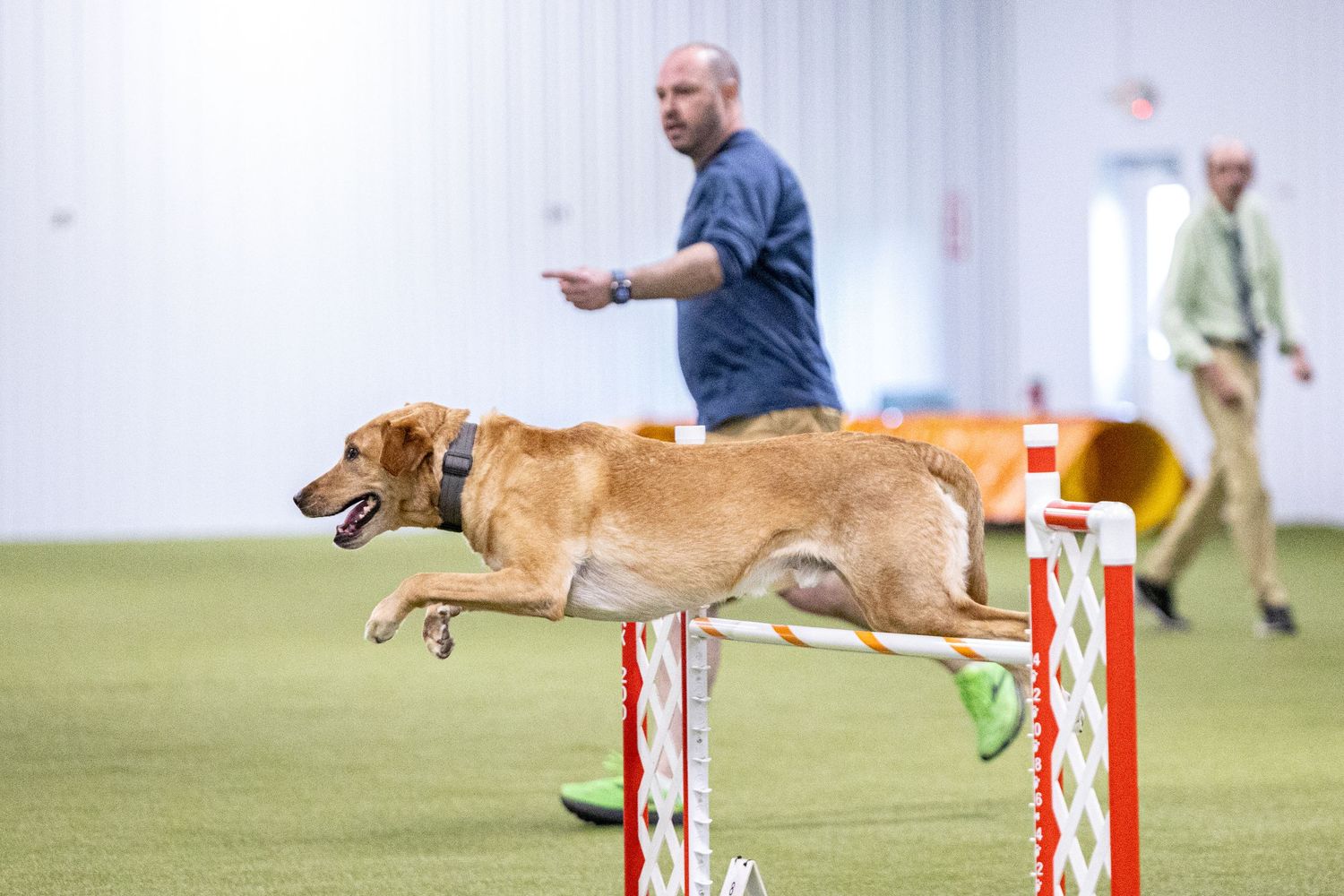Golden Labrador leaping over an agility jump bar while male trainer directs during indoor dog training.