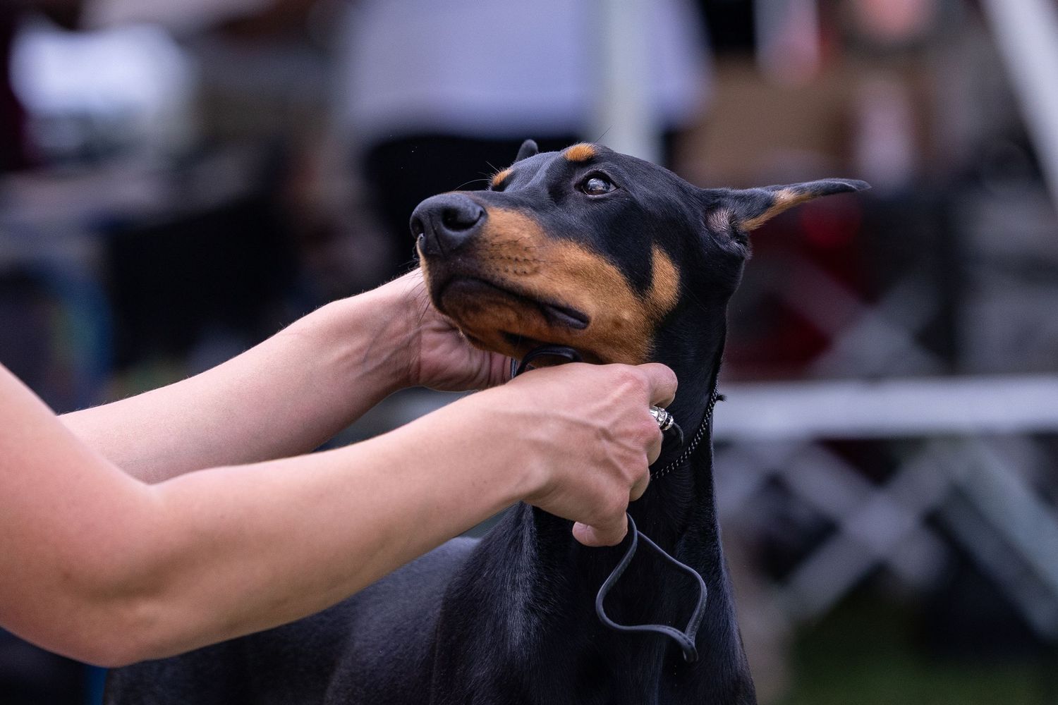 Handler presenting a black and tan Doberman Pinscher puppy at a dog show competition outdoors.