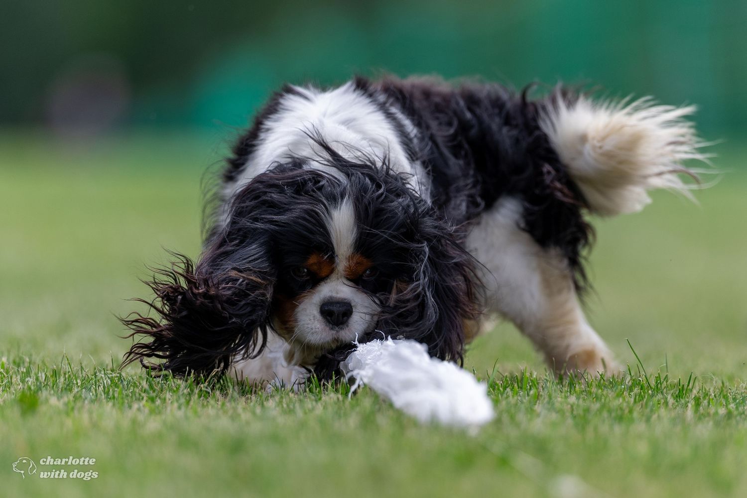 Tricolor Cavalier King Charles Spaniel pounces on a white plastic bag lure during a Fast CAT event held on grass.
