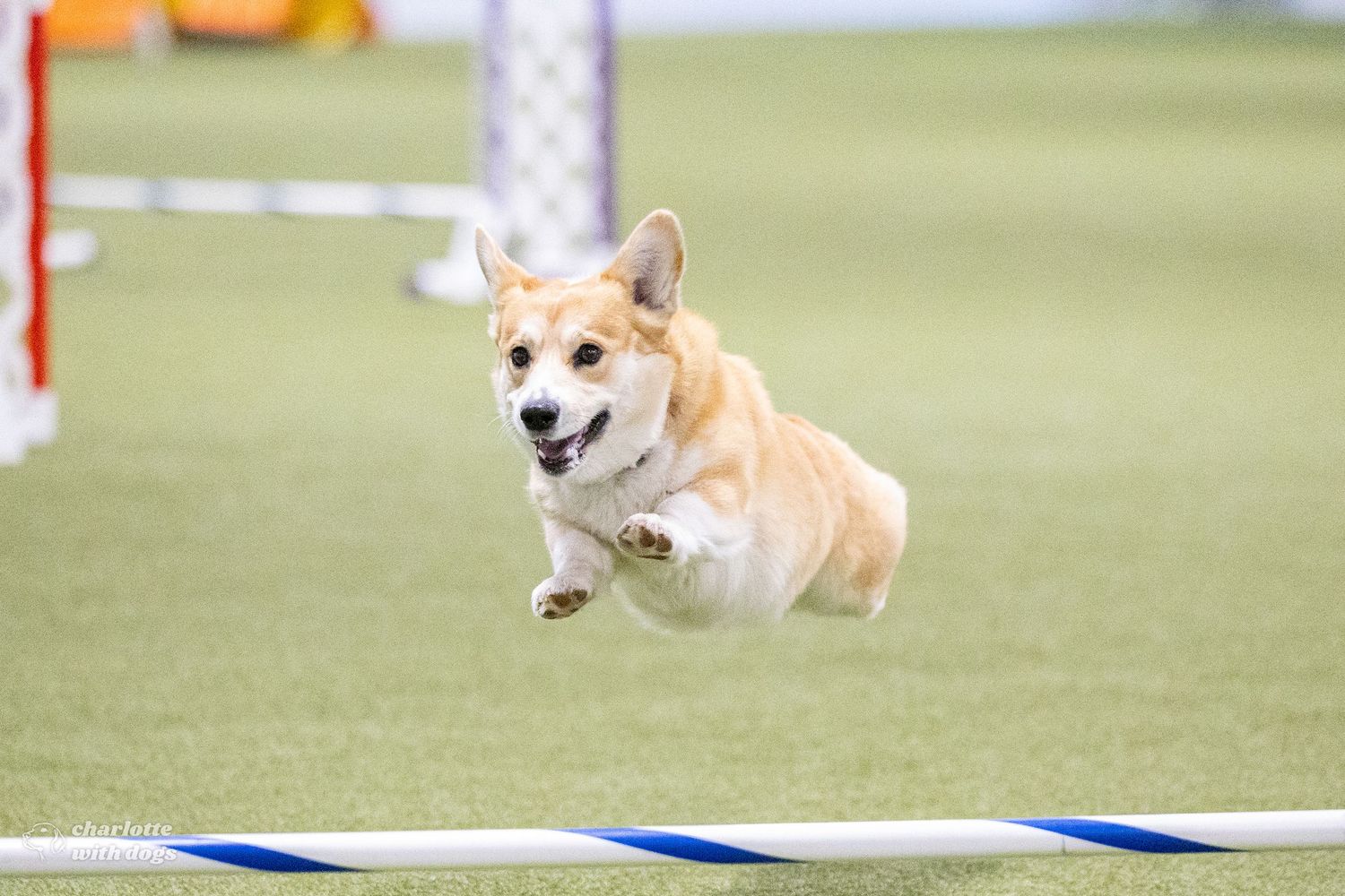 A Corgi dog leaping over an agility bar on a green turf field during a dog agility competition.