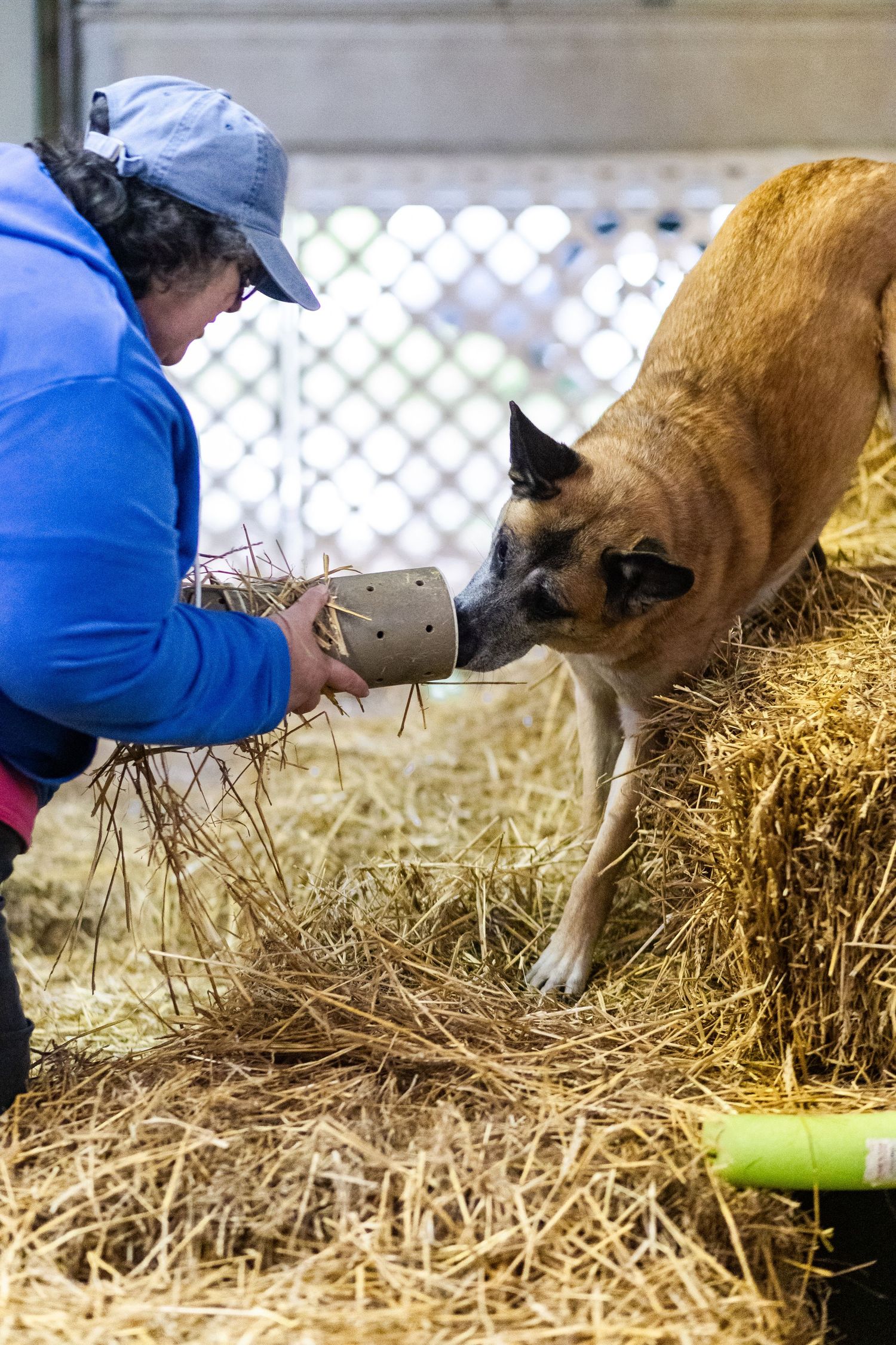 A woman in blue holds a scent tube as a large tan dog sniffs it over a hay bale.