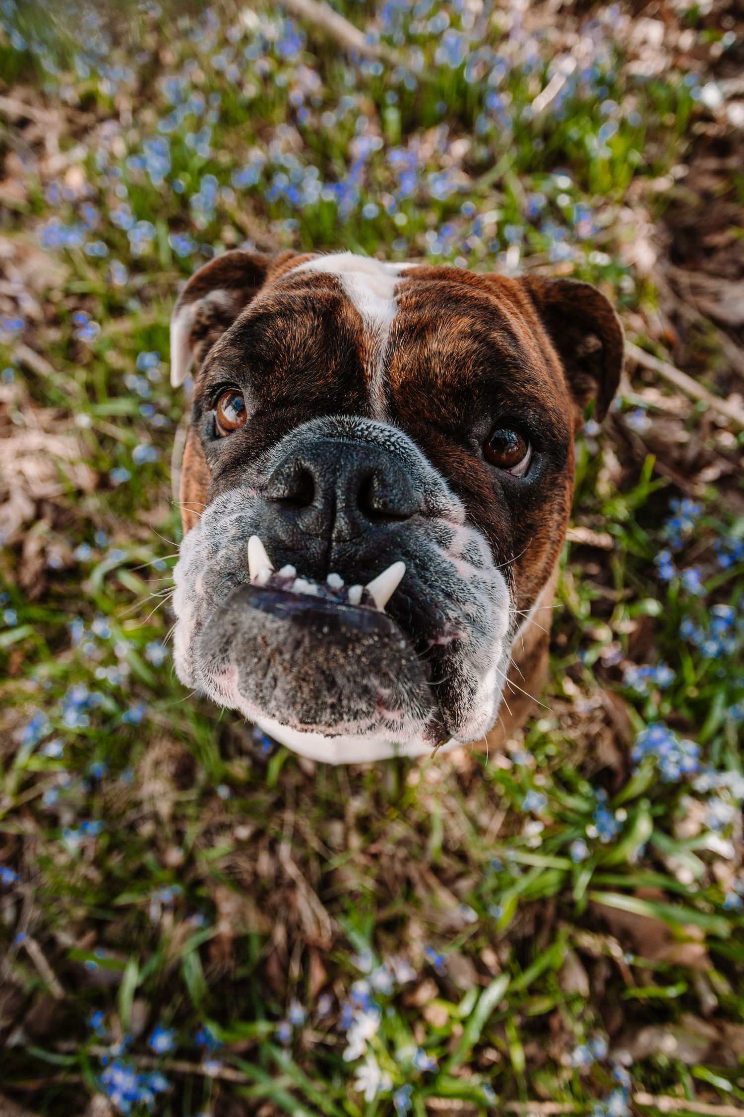 Boxer dog looking up at camera with underbite showing teeth, surrounded by blue wildflowers and green grass outdoors.