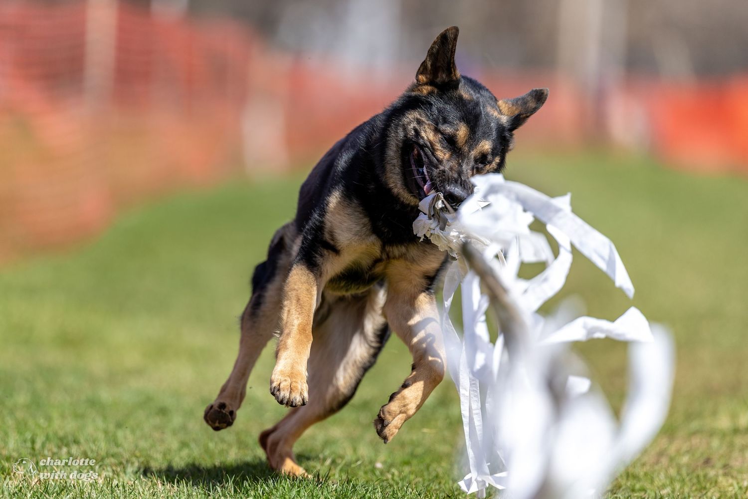 German Shepherd dog running on grass, carrying white plastic bag in mouth during an outdoor lure coursing event.
