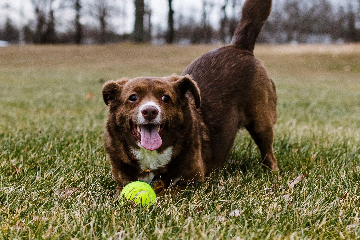 Brown dog with tongue out playing with a yellow tennis ball on green grass in a park.