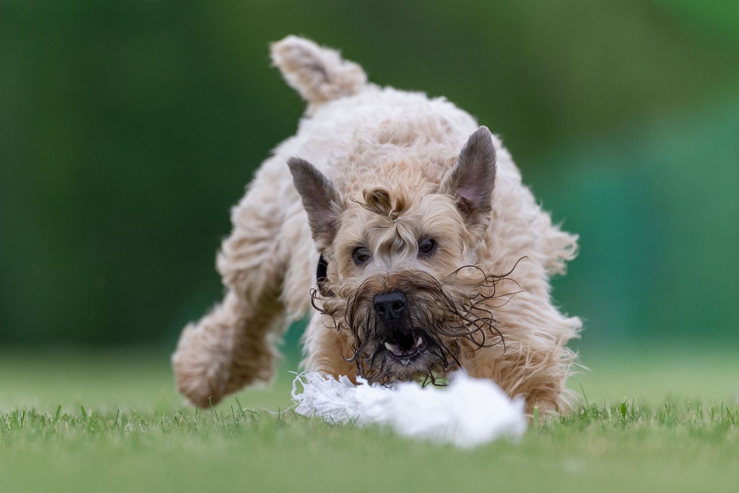 Fluffy tan Soft Coated Wheaten Terrier pouncing on white garbage bag lure at a Fast CAT event on green grass.