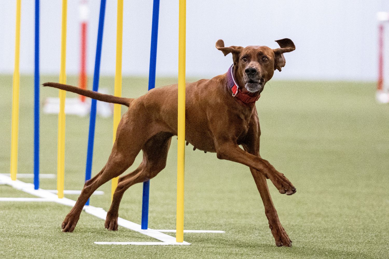 A Redbone Coonhound dog runs through weave poles during an agility competition on an indoor turf course.