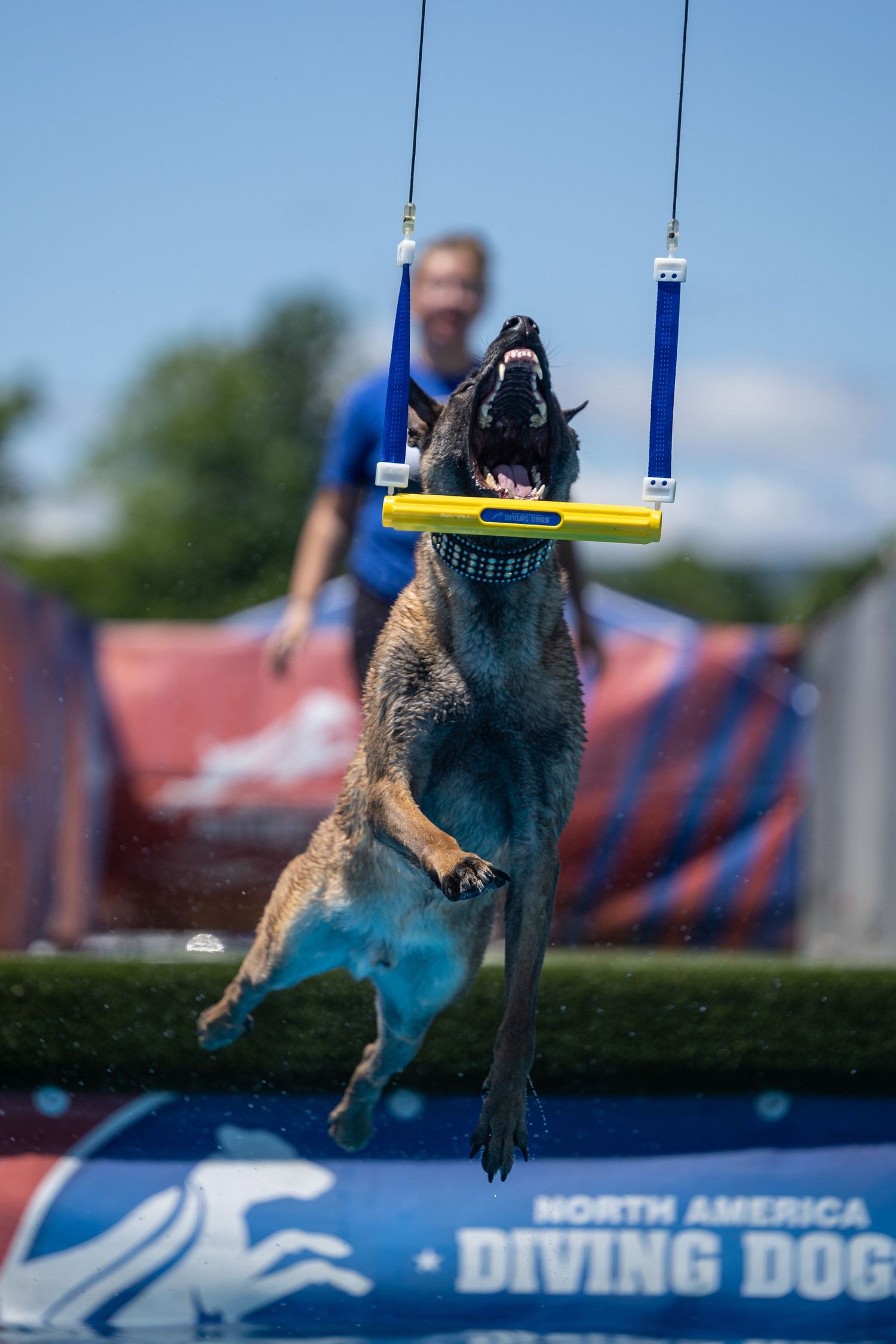 A Belgian Malinois leaps to catch a toy at a North America Diving Dogs competition outdoors.