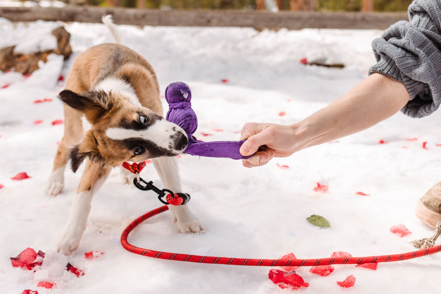 A playful dog tugs on a purple toy held by a person, surrounded by snow and red rose petals.