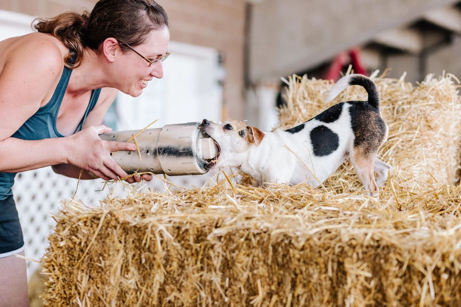 Danish-Swedish Farmdog dog biting a rat tube held by a smiling woman during a Barn Hunt trial in a hay-filled barn.