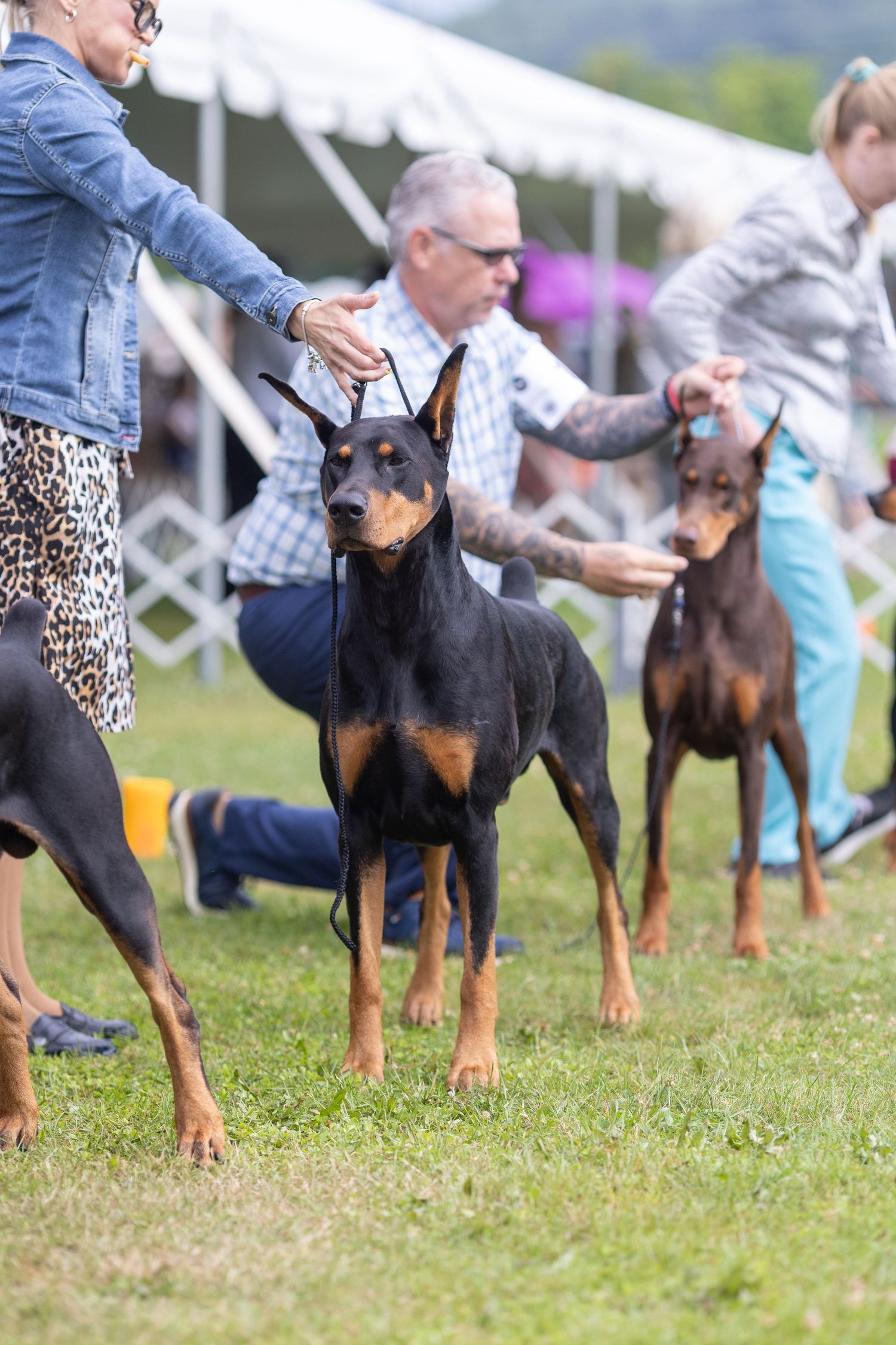 Two Doberman Pinschers, one black and tan and one liver colored, stacked by handlers during an outdoor dog show competition.