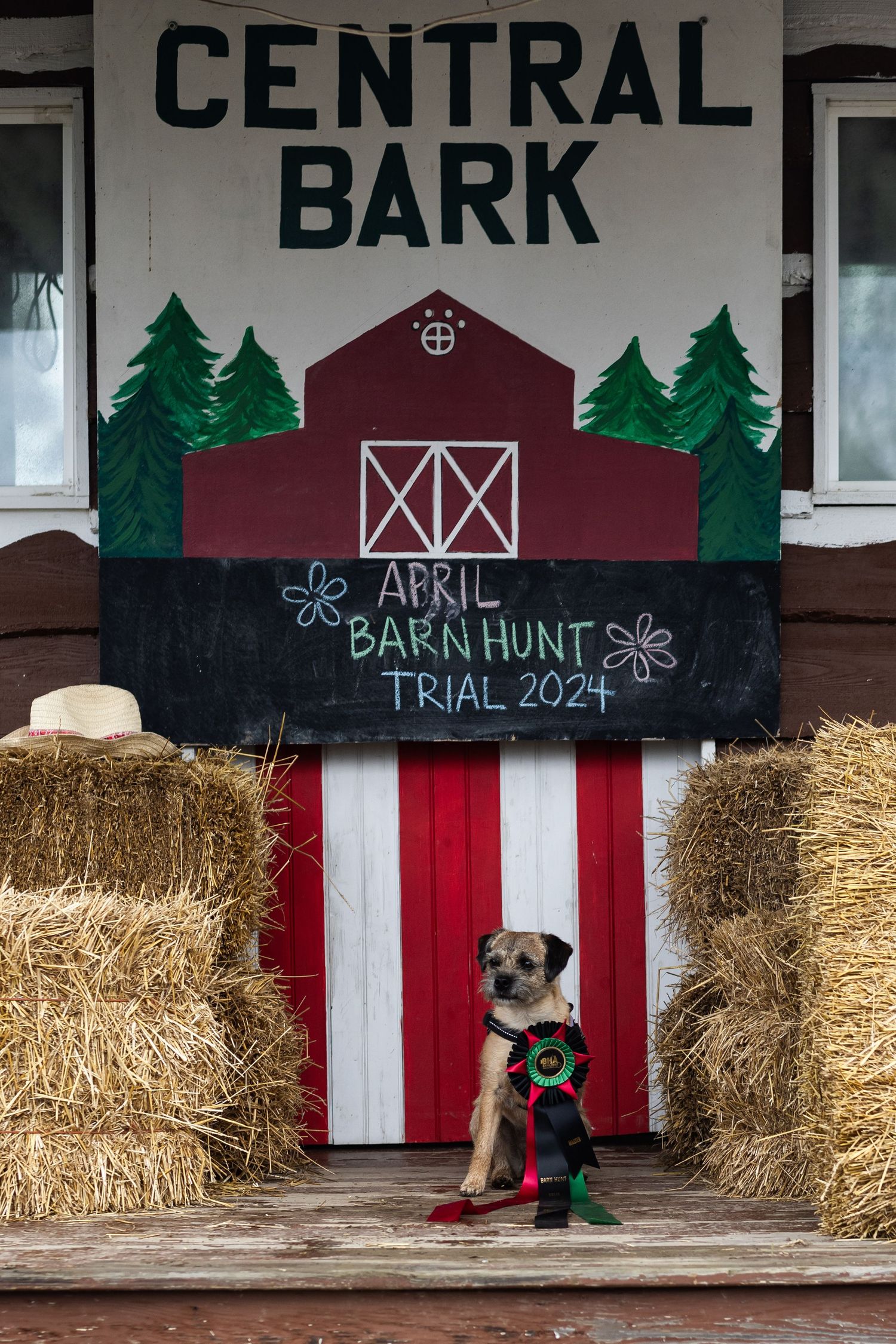 Small dog sits before Central Bark April Barn Hunt Trial 2024 sign with hay bales.