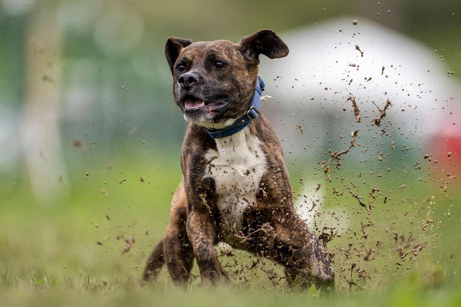 Brindle Pitbull mixed breed dog stopping quickly in a puddle of mud, with water splashing around it outdoors.