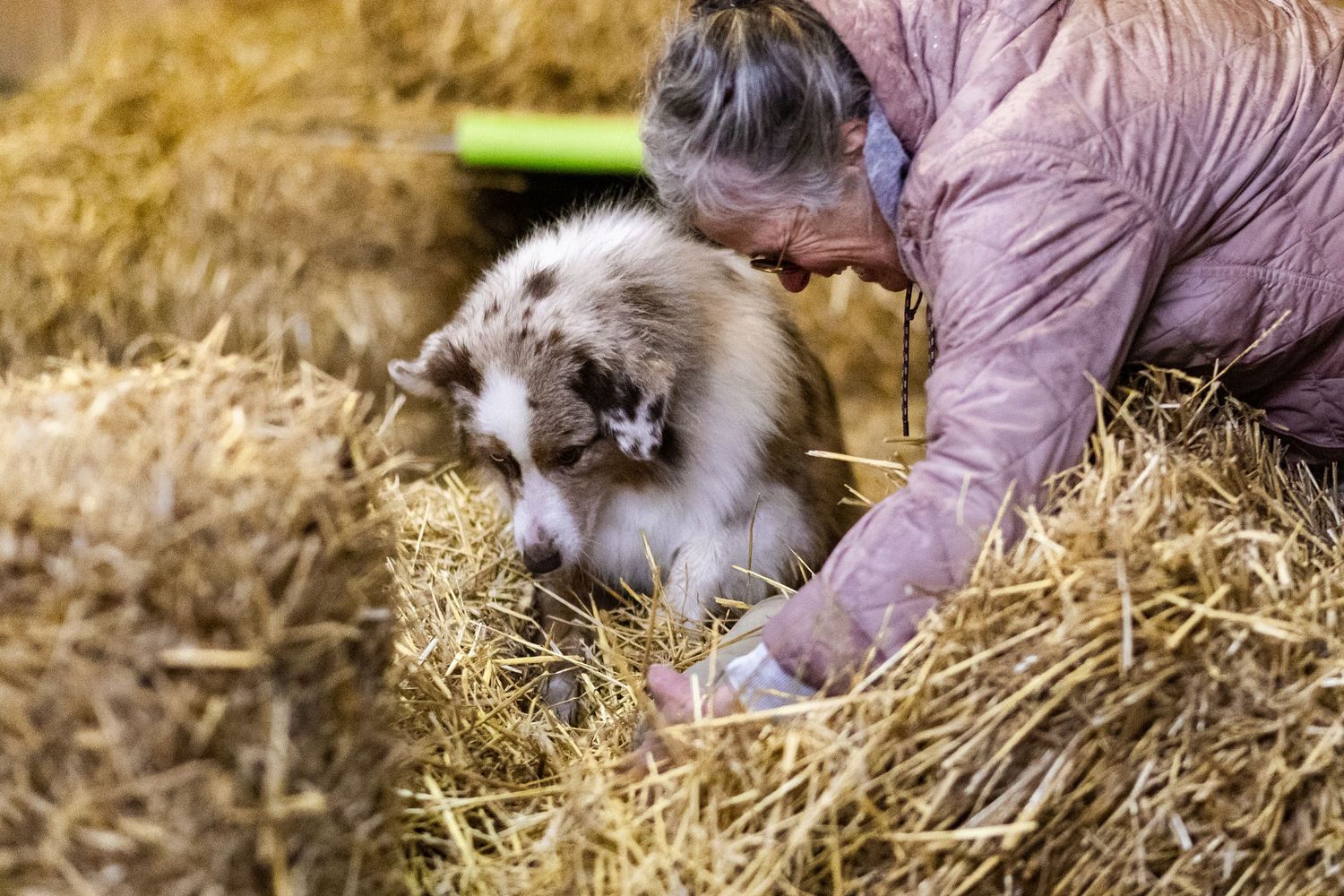 Woman in pink jacket searching bales of straw with an Australian Shepherd dog during a Barn Hunt trial.