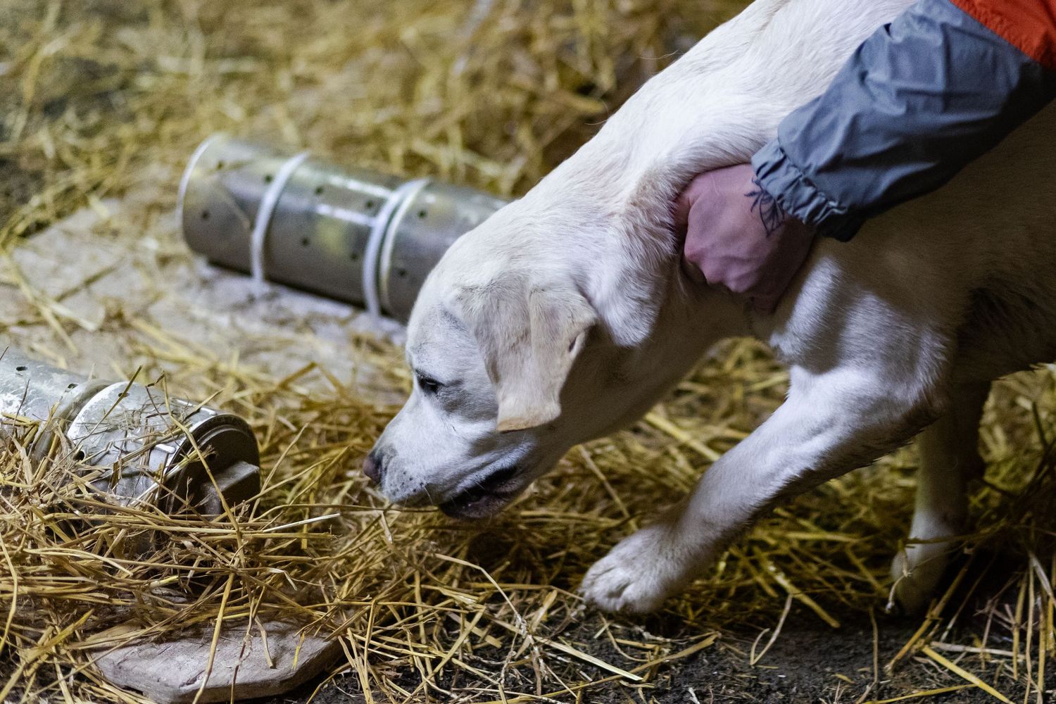 A white dog sniffs tubes covered in straw during an Instinct test at a Barn Hunt trial.