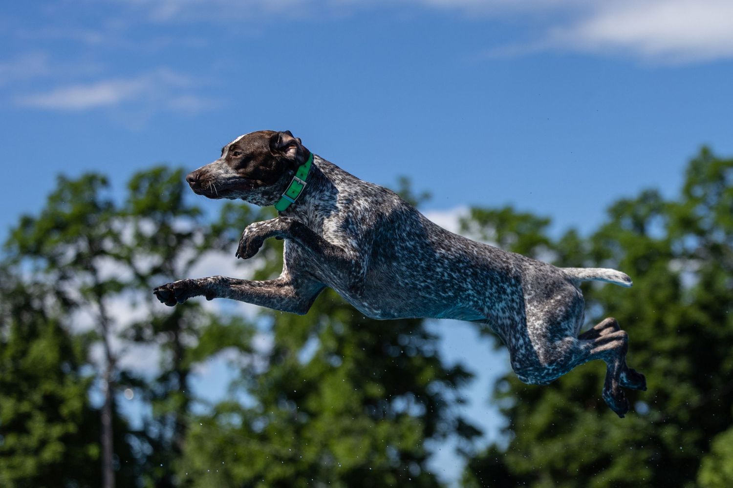 A German Shorthaired Pointer dog leaps mid-air against a blue sky with green trees, wearing a green collar.