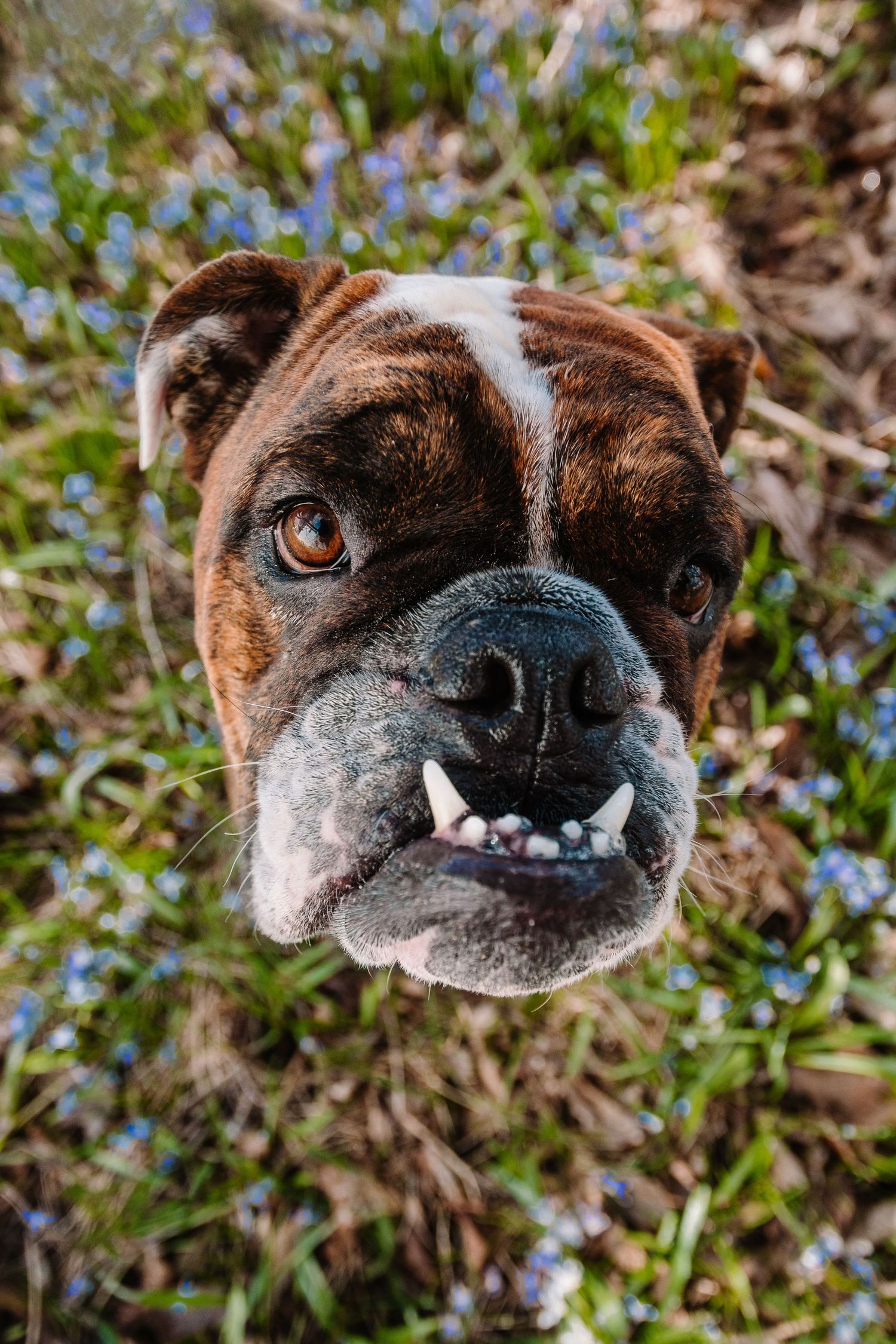 A brindle Boxer dog looks up at the camera with an underbite smile, surrounded by blue wildflowers in a sunny garden.