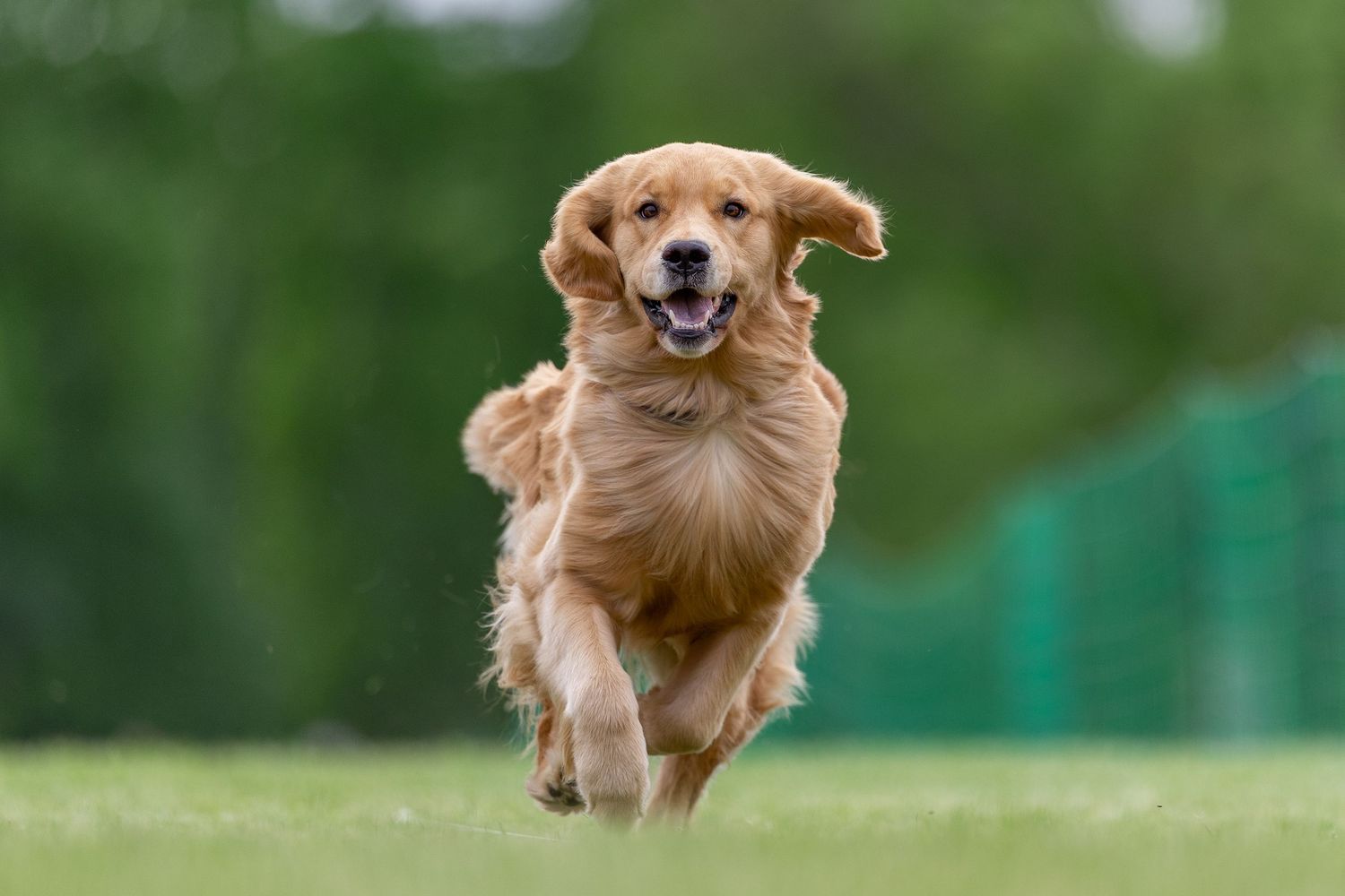 Golden Retriever running joyfully across green grass with mouth open and ears flying during a Fast CAT event.