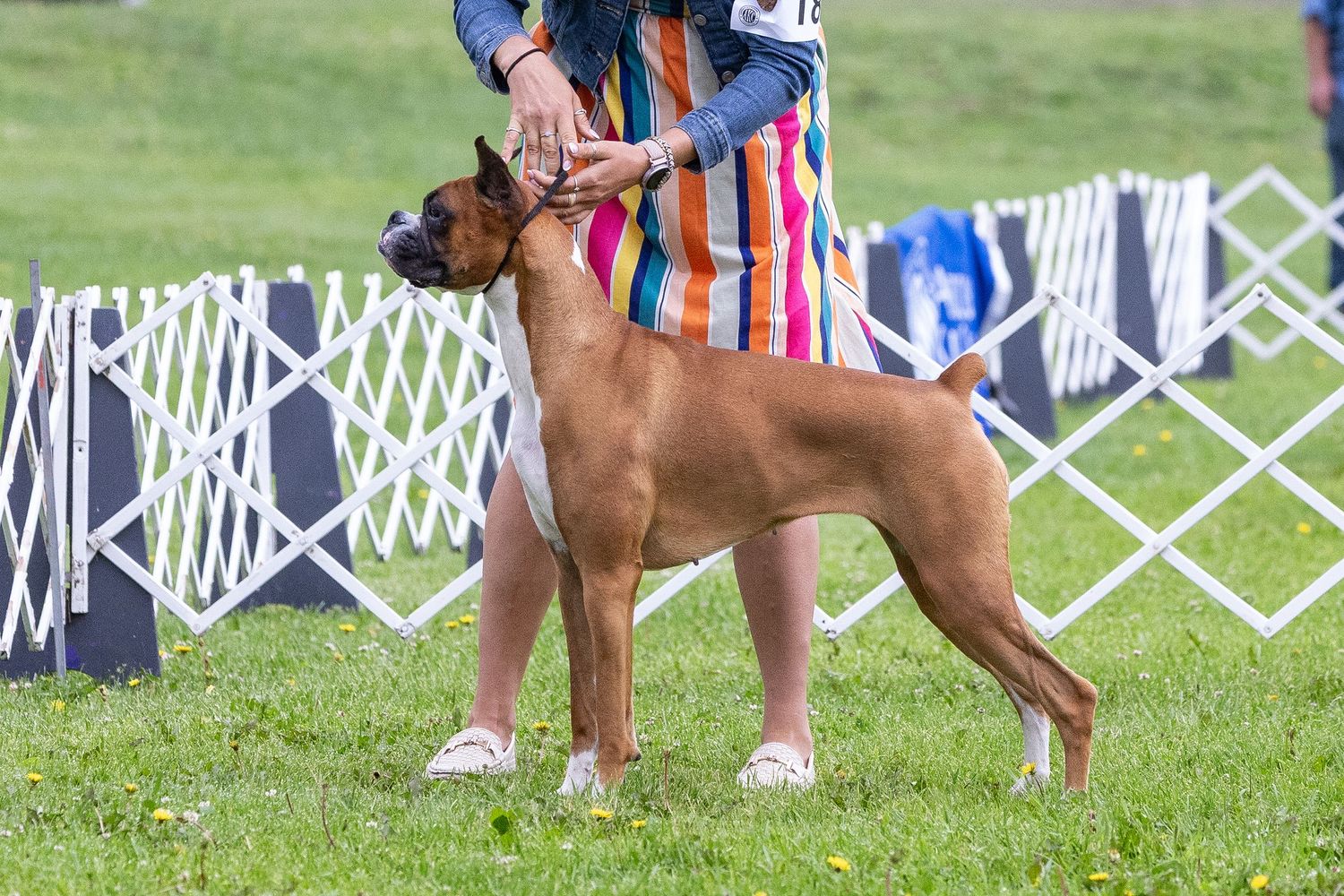 A fawn Boxer dog being shown by a handler in a striped dress at an outdoor dog show competition.