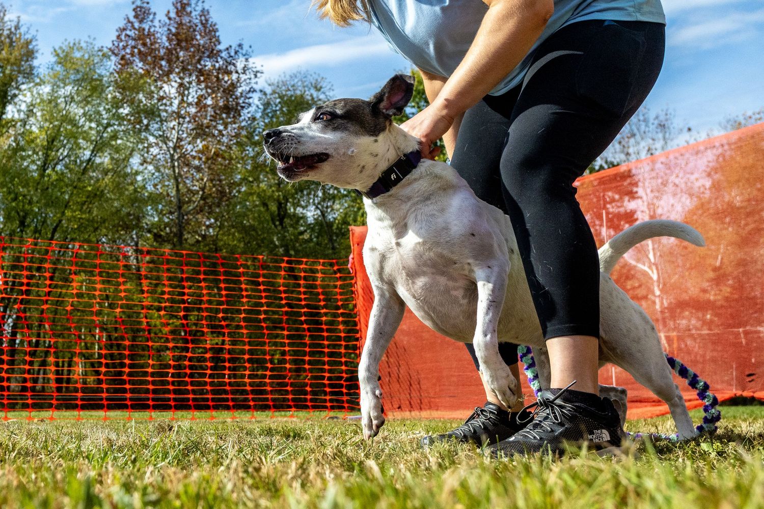 A white and gray dog stands on grass beside a person in black leggings and sneakers near an orange fence outdoors at a Fast CAT event.