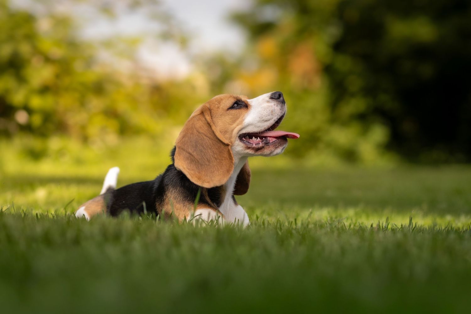 A playful Beagle puppy lying in lush green grass with tongue out, enjoying a sunny day outdoors.