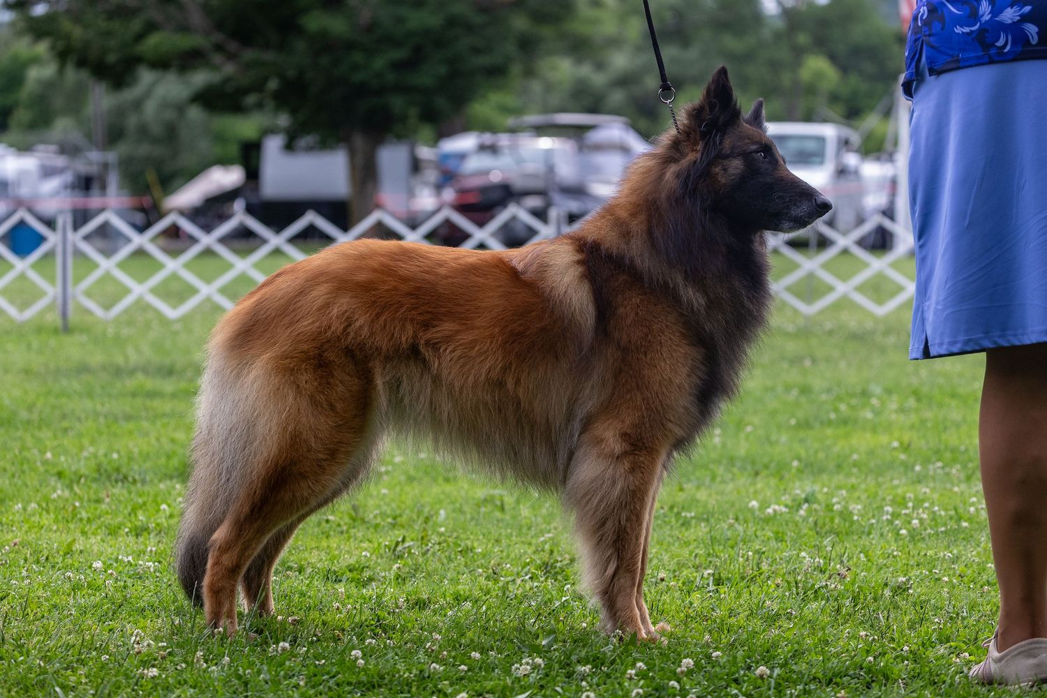 A Belgian Tervuren dog stands alert on green grass at an outdoor dog show event.