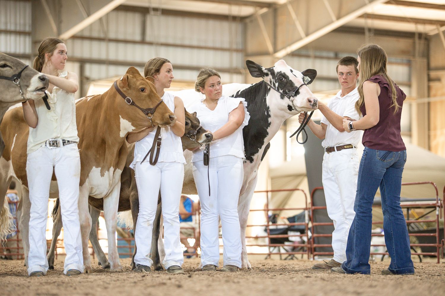 Four young people in white practicing showmanship with dairy calves in an indoor arena.