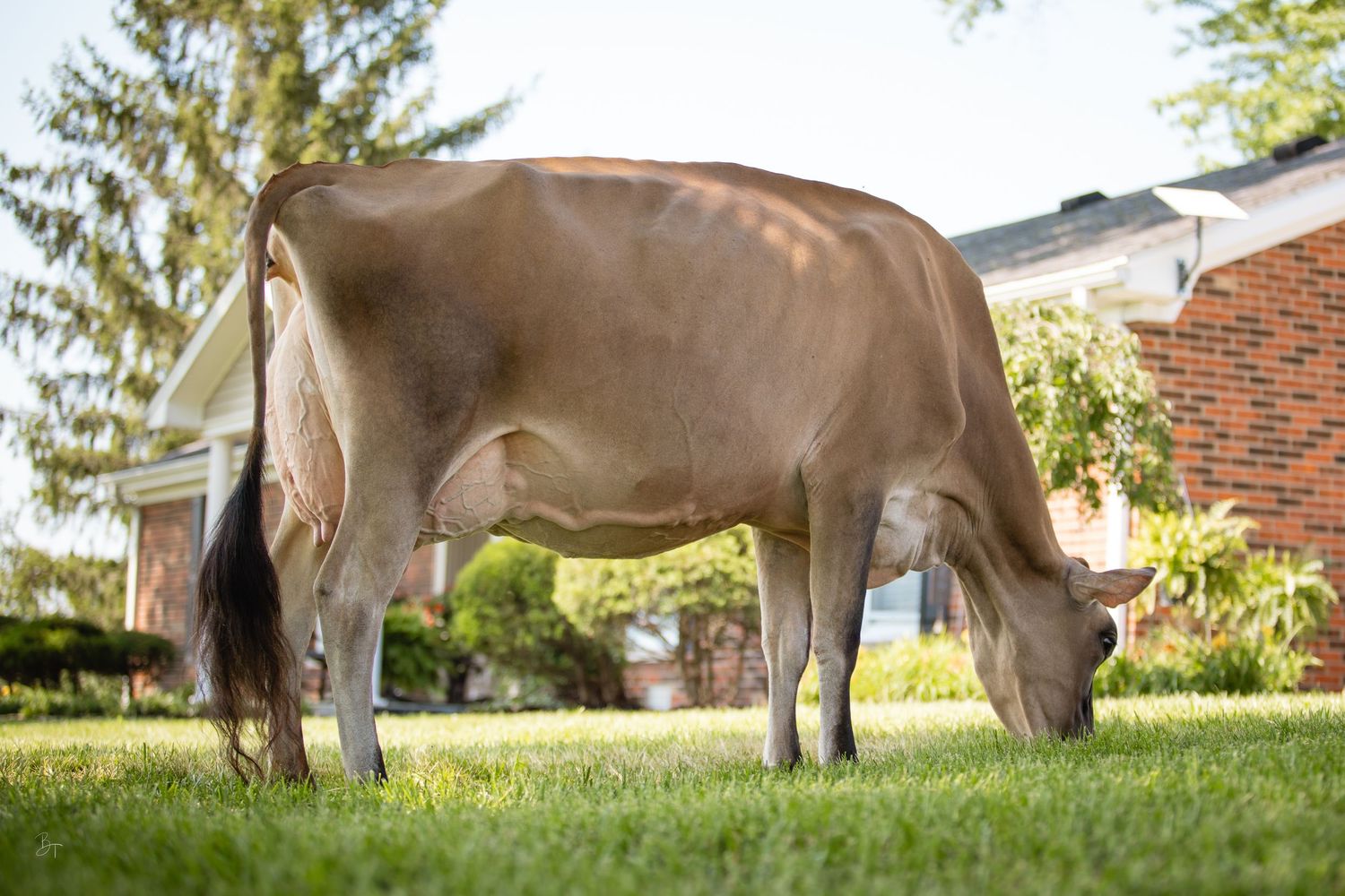 Jersey cow grazing on green lawn beside a brick house on a sunny day.