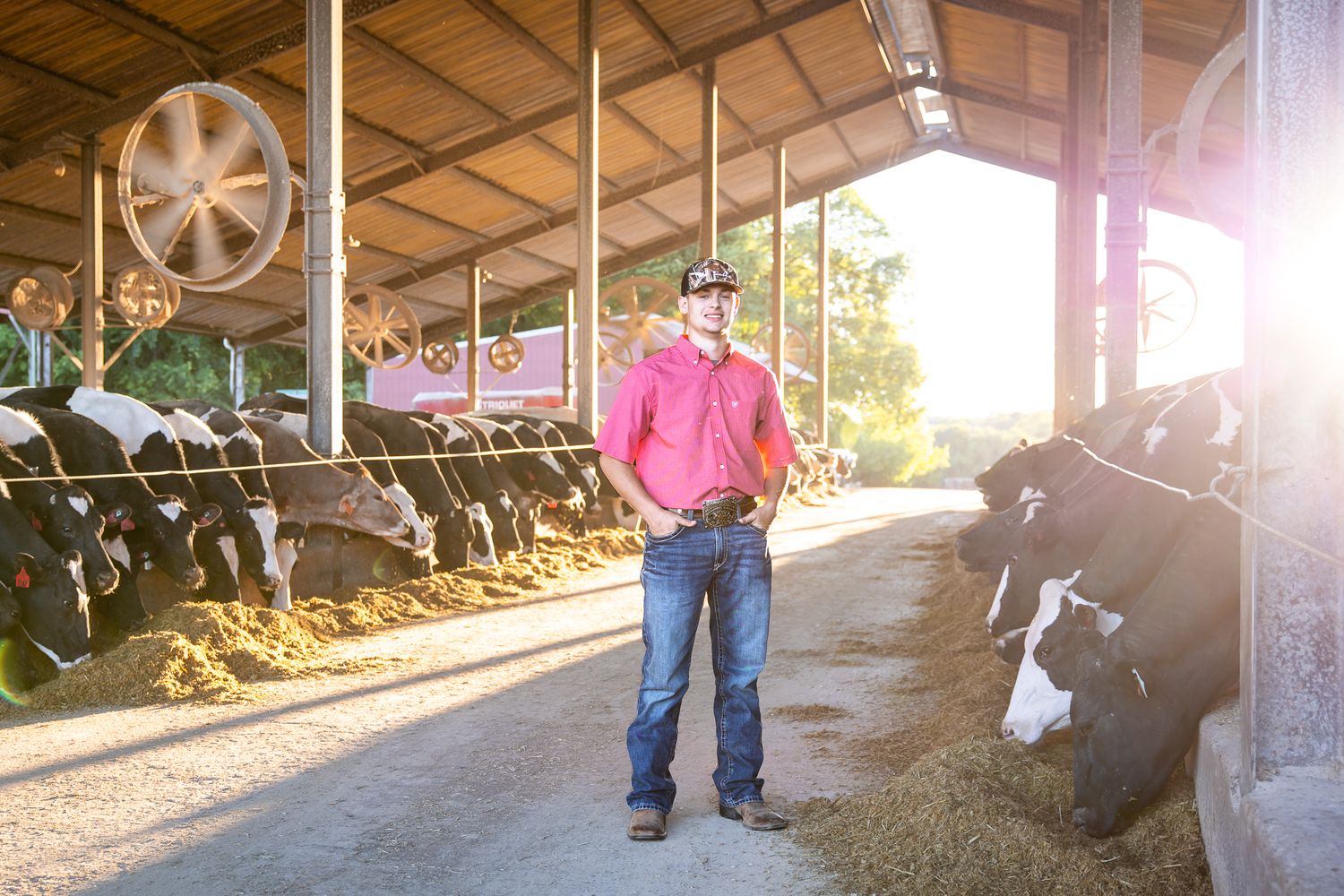 Man in pink shirt standing in dairy barn with Holstein cows feeding along stanchions.