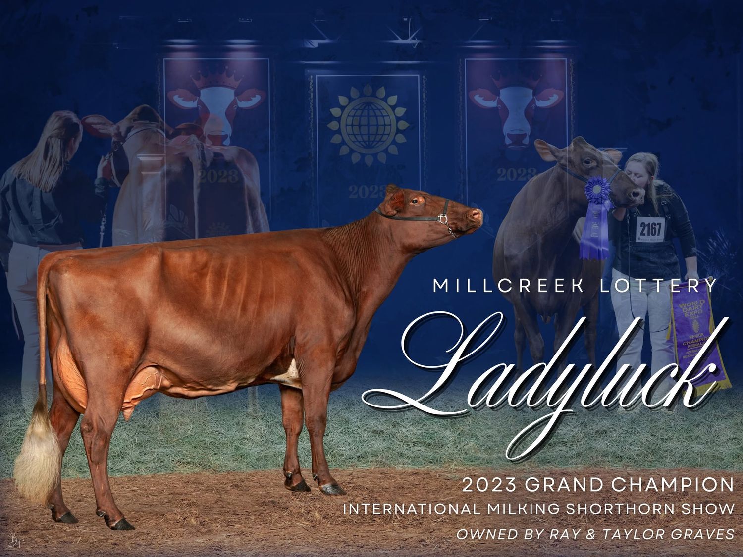 Millcreek Lottery Ladyluck 2023 Grand Champion International Milking Shorthorn Show cow owned by Ray and Taylor Graves.