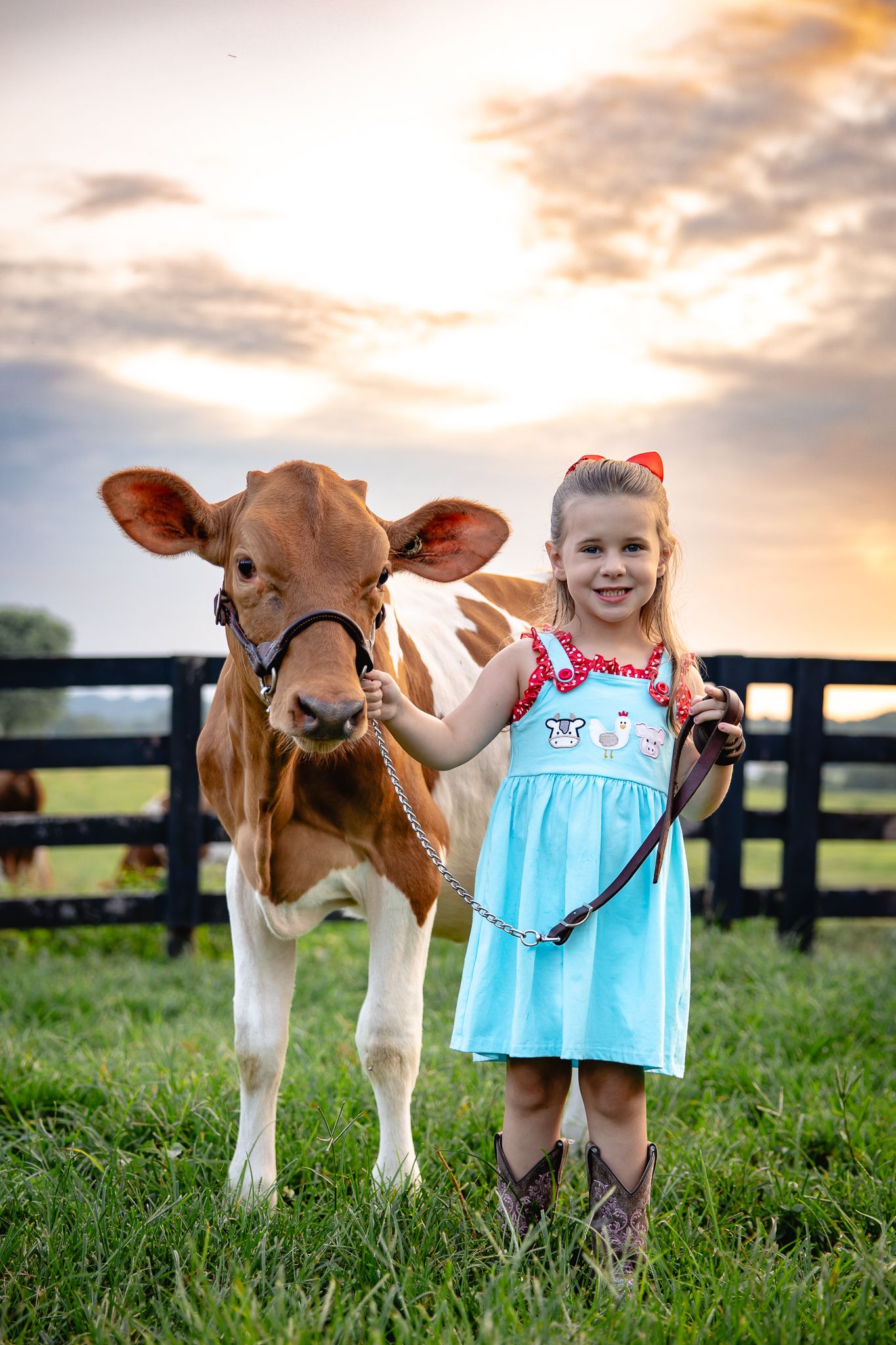 Young girl in blue dress holding a brown calf on a farm at sunset.