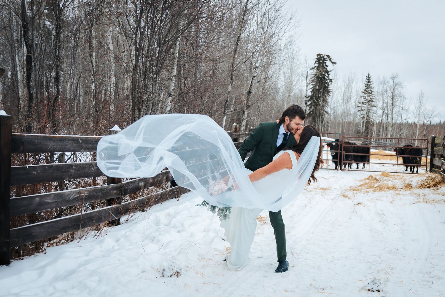 bride and groom on farm posing in front of animals in the winter, long veil blowing in the wind, spruce grove photographer, elopements