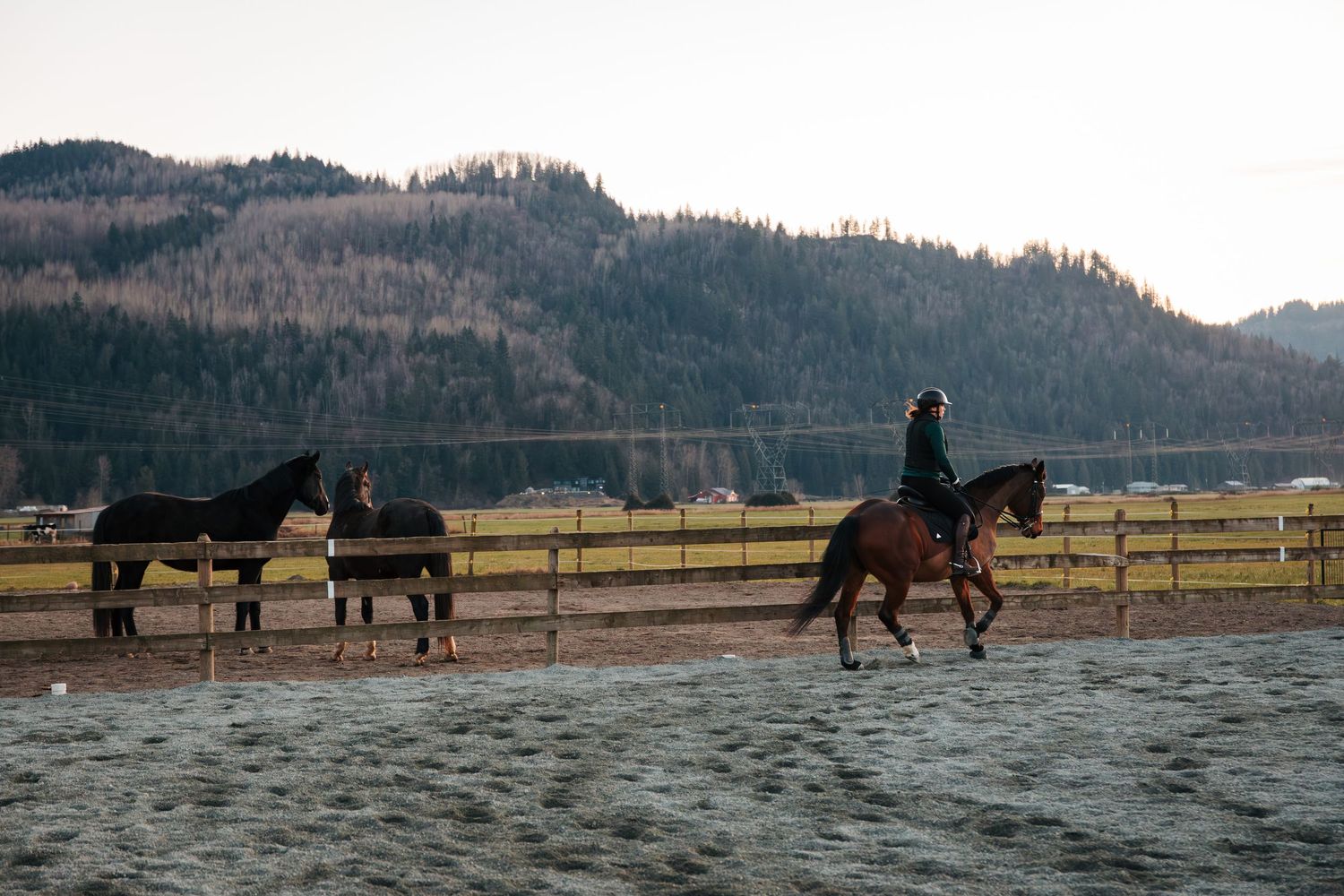 horseshow and equine photographer in Spruce Grove and Fraser Valley. Farm and ranch family photos. Dressage coach riding horse in chilliwack