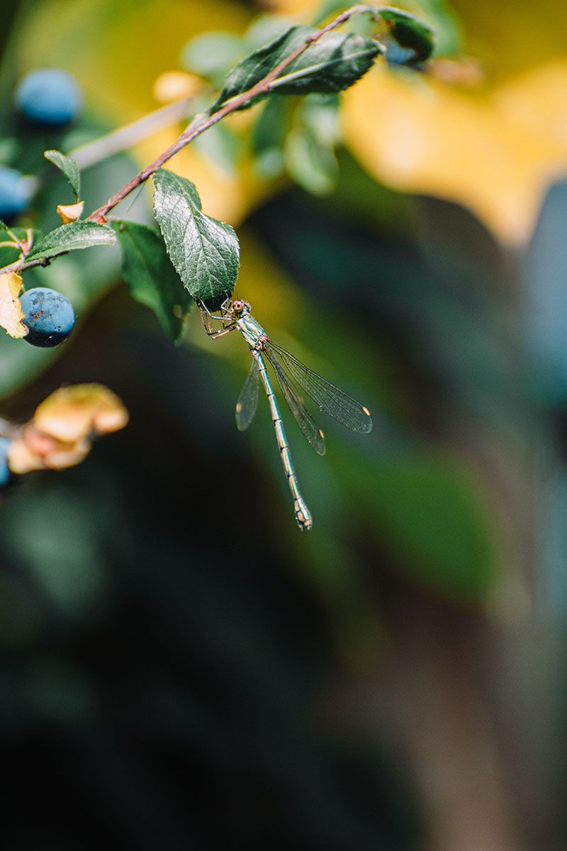 Fine art wildlife photography of a damsel fly resting on blackthorn fine art nature photographer Kathryn Hopkins