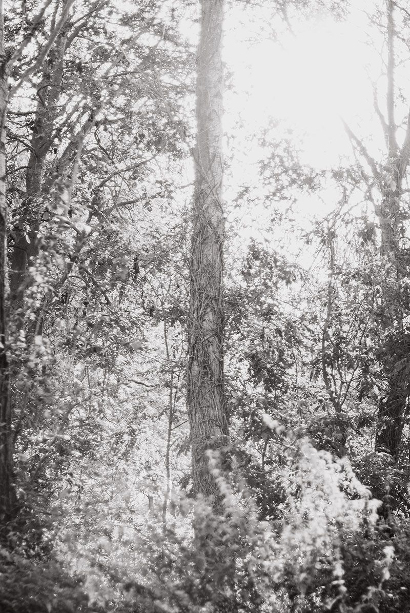 Black and White photography of poplar tree in the sun by fine art nature photographer Kathryn Hopkins