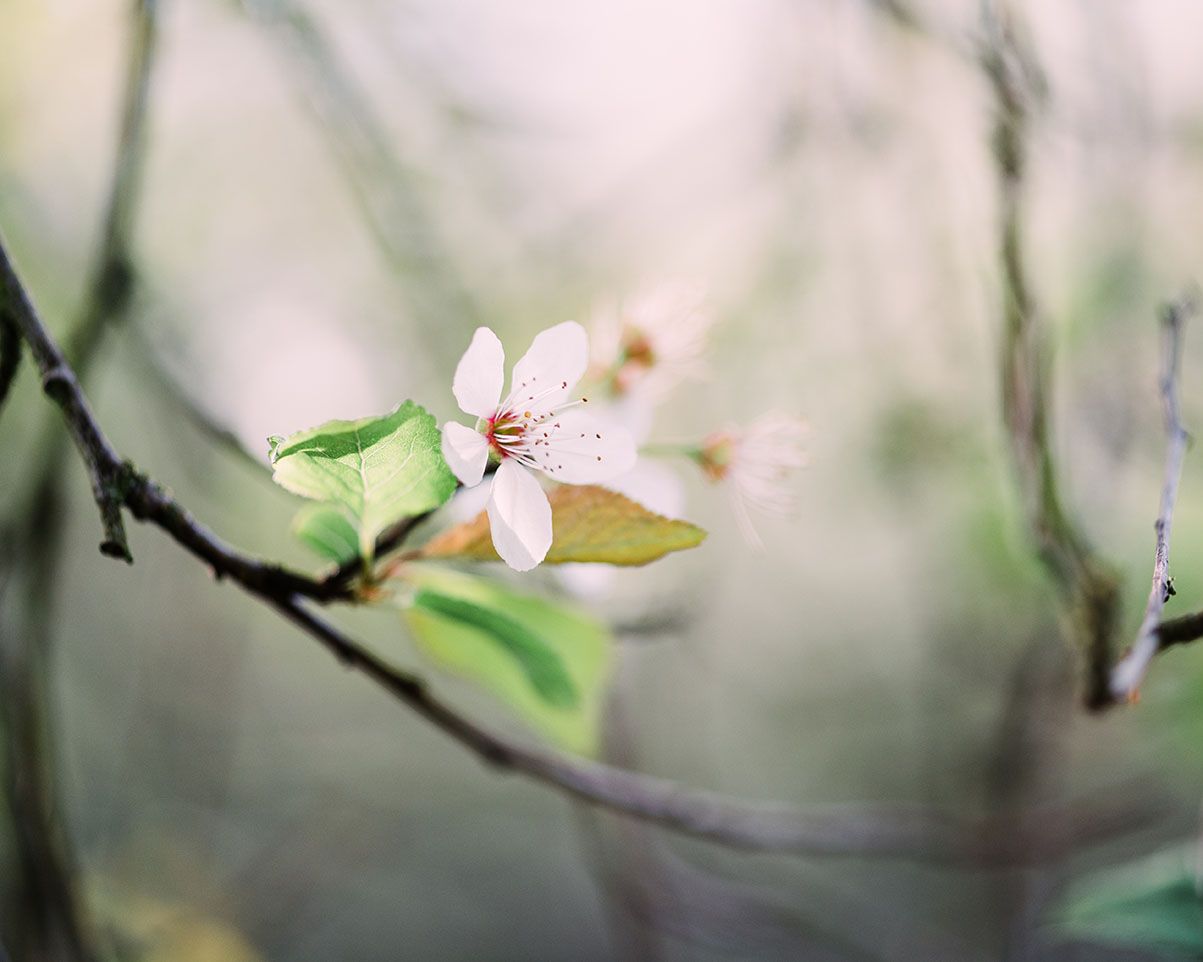 Close up photography of plum blossom by fine art nature photographer Kathryn Hopkins