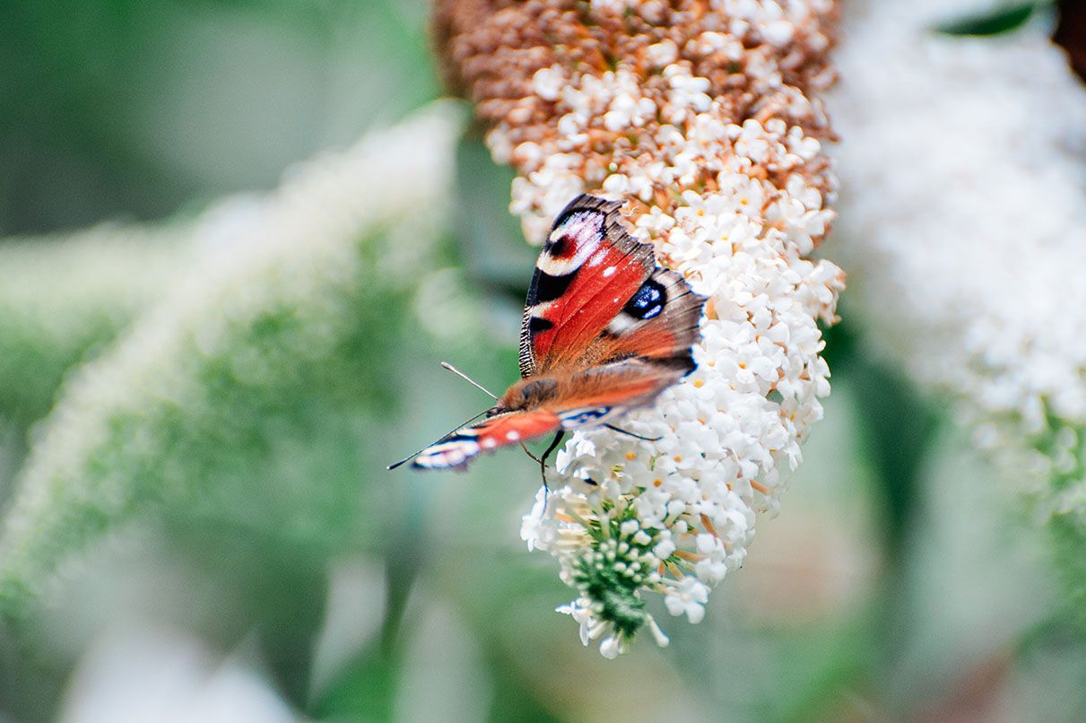 Fine art wildlife photography of a Peacock butterfly feeding on a white buddleia bush fine art nature photographer Kathryn Hopkins