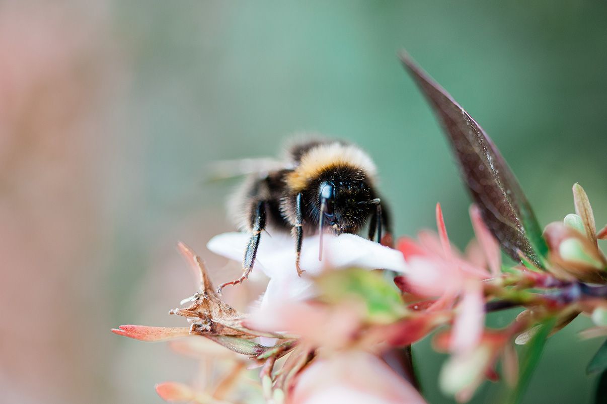 Fine art wildlife photography of a bumble bee feeding on a Abelia bush fine art nature photographer Kathryn Hopkins