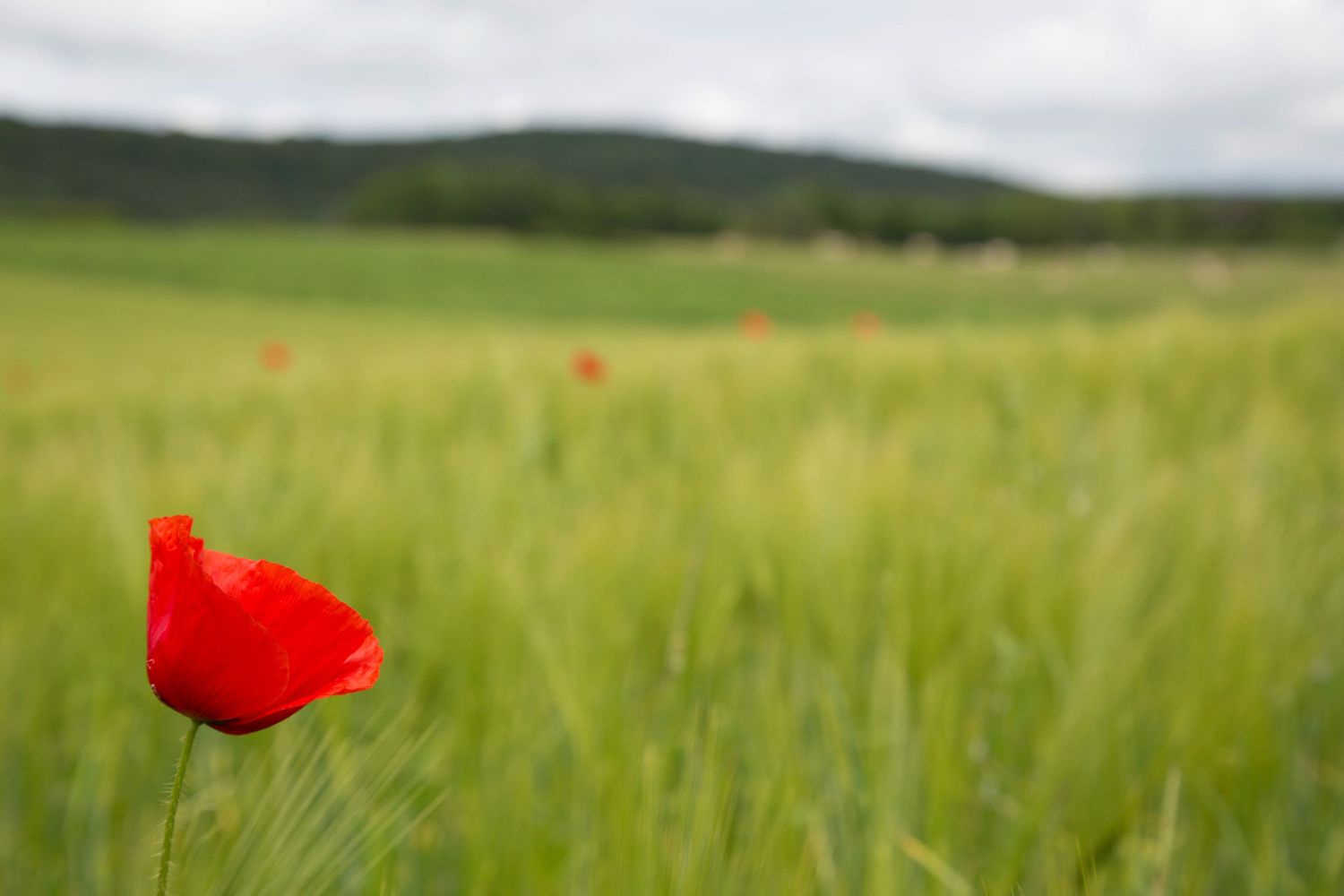 coquelicot
