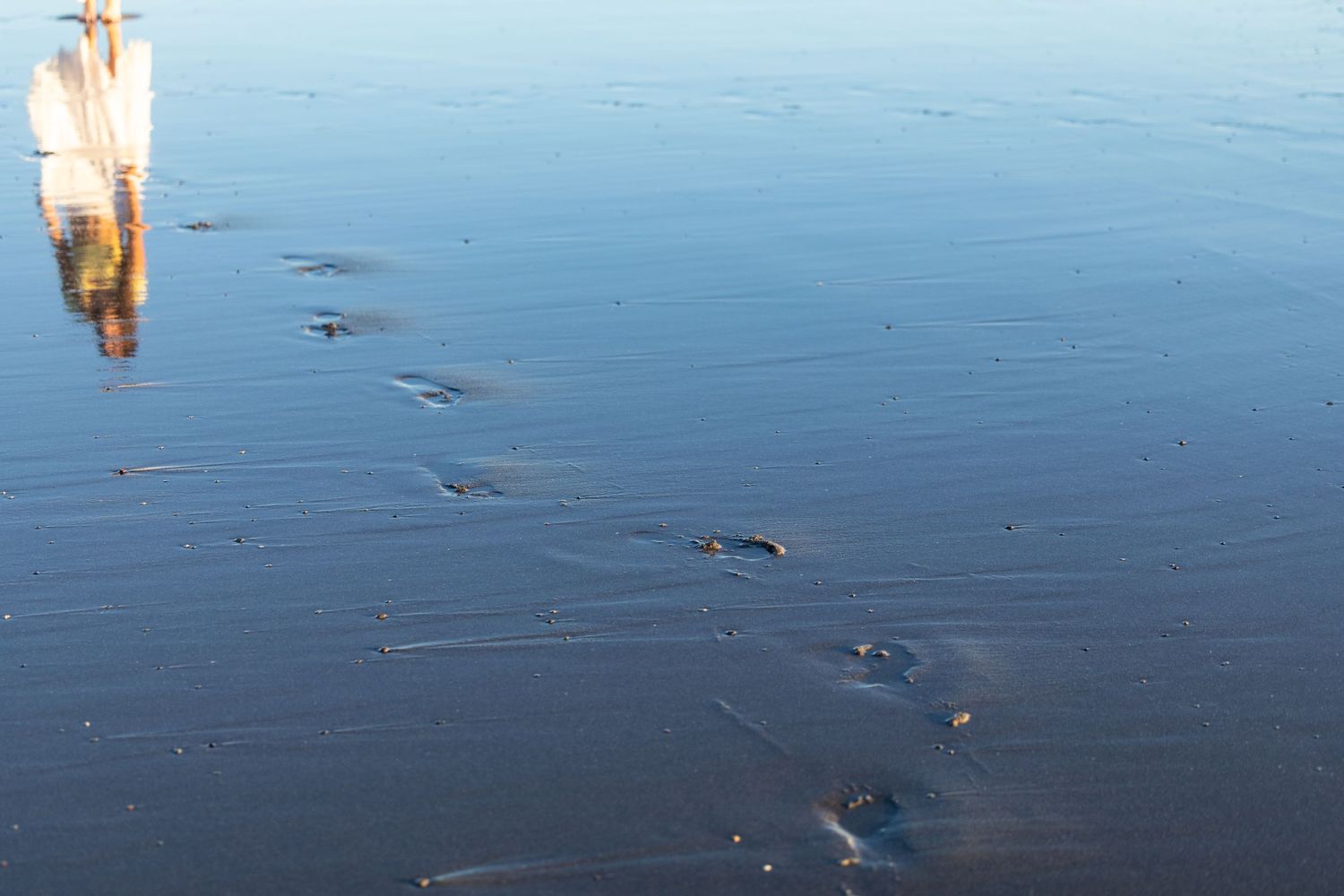 Swan reflection on icy frozen lake surface with footprints and cracks in thin blue ice during winter.
