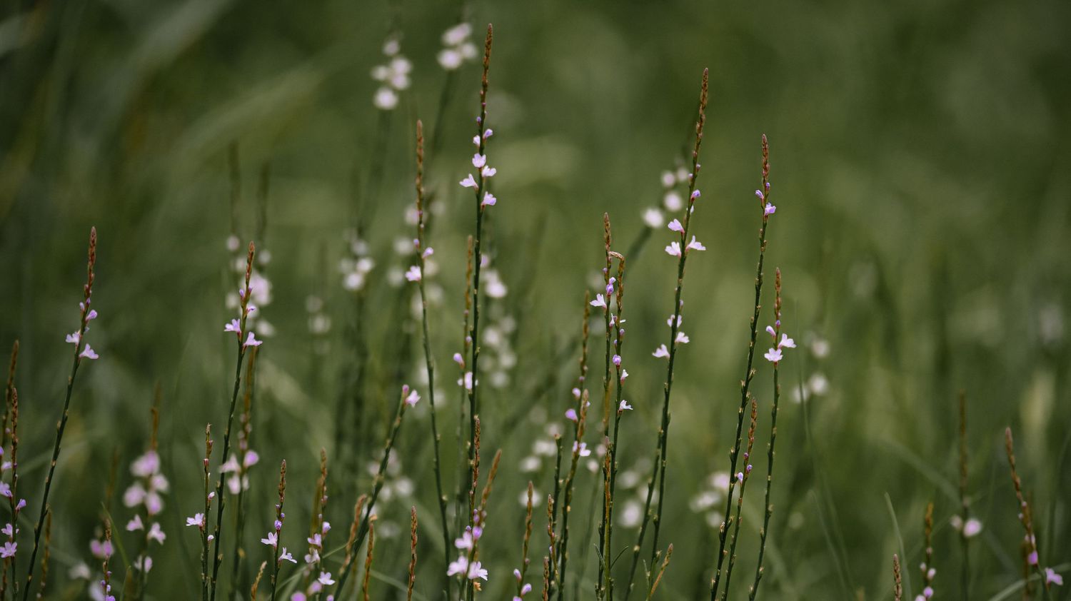 Delicate small white wildflowers blooming on tall slender stems in a lush green field.