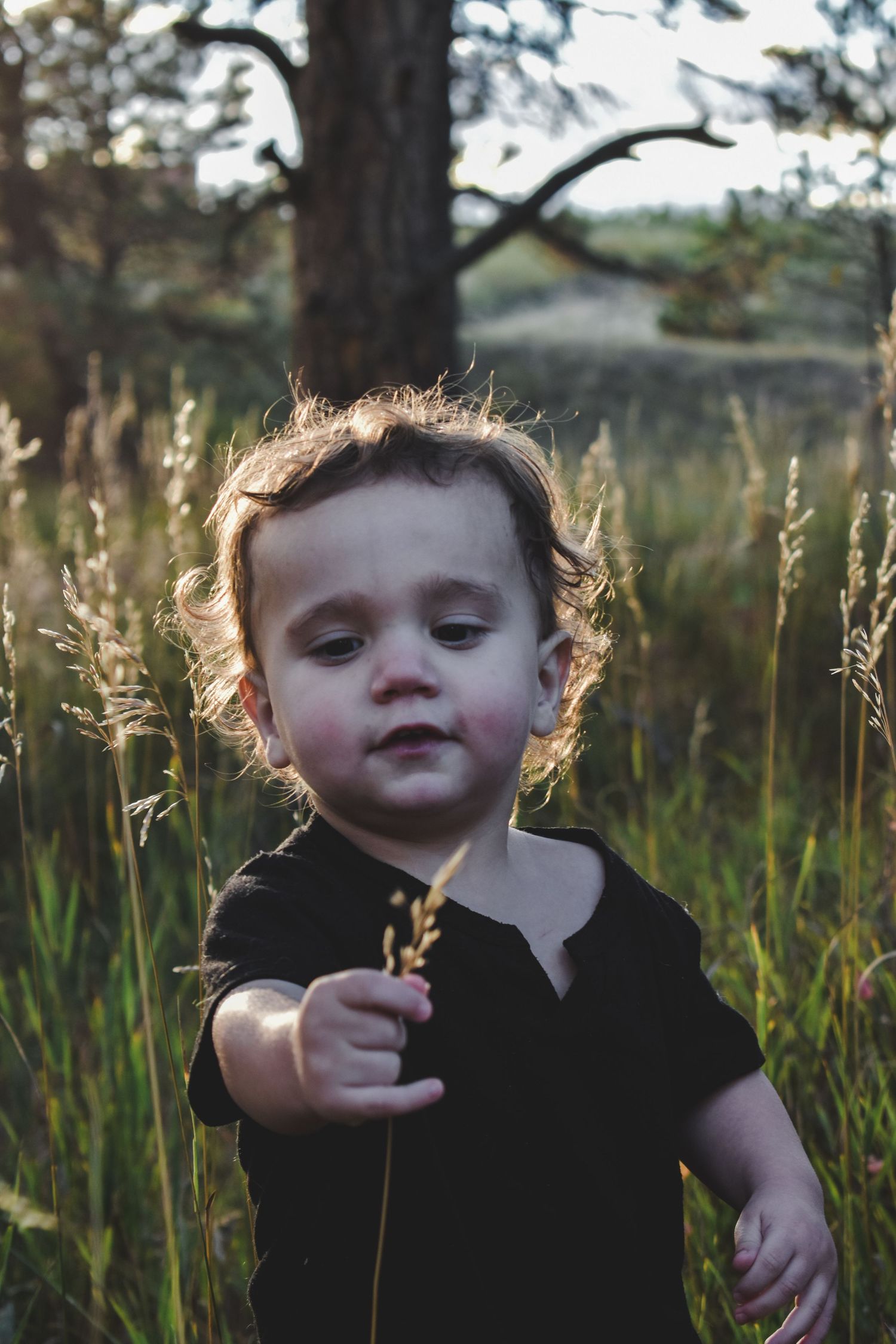 Toddler in black outfit holding a wildflower stem while standing in a grassy field at sunset. Family Photographer in Pflugerville, Tx