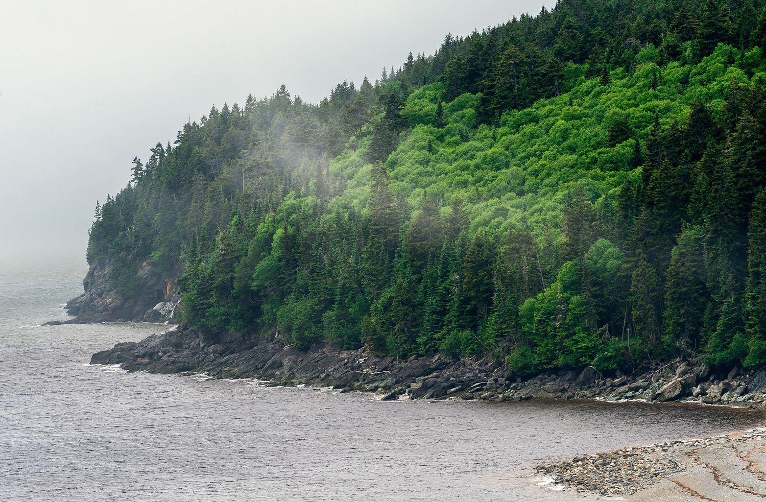 Misty forested coastline with dense evergreen trees overlooking a rocky shoreline on a foggy day.